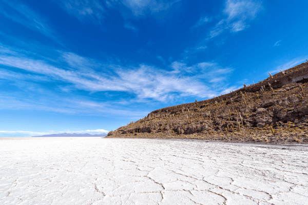 Paisagismo Floral: O Encanto das Flores Silvestres do Salar de Uyuni, Bolívia