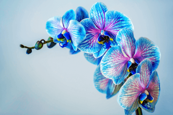 Como cuidar de orquídeas